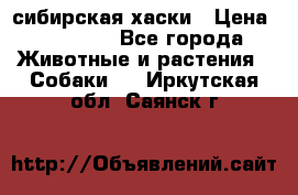 l: сибирская хаски › Цена ­ 10 000 - Все города Животные и растения » Собаки   . Иркутская обл.,Саянск г.